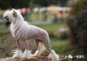 狗狗一块皮肤发红掉毛怎么治疗,狗狗掉毛一块一块的是什么原因