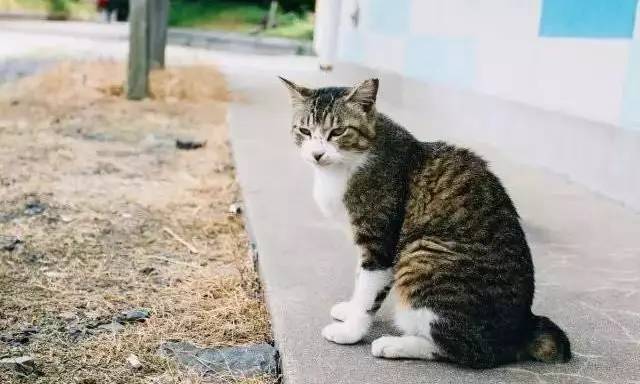 太热了夏天猫咪如何补水消暑,夏天猫咪不热吗