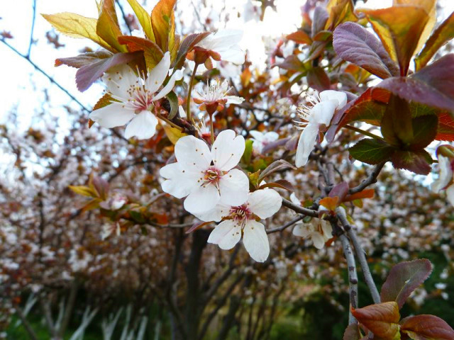 舌尖上的节气惊蛰养生,二十四节气惊蛰美食