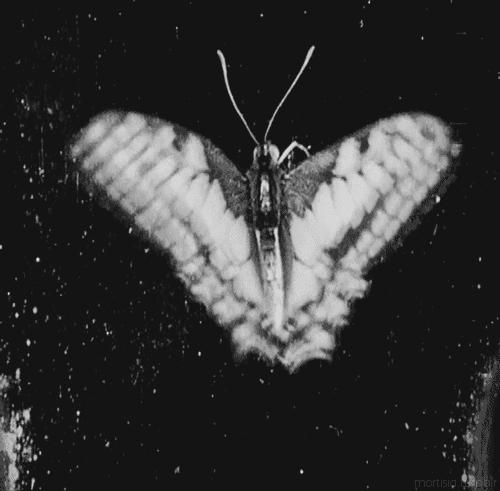 “那时自杀都没死成，现在每天都像重生”|8万字粉丝回复，21个真实故事:TheSurvivors