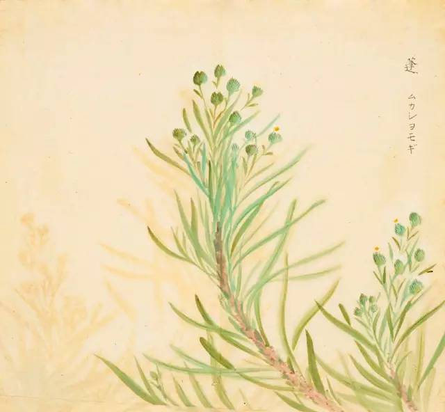 寻溯·花与草的诗情画意