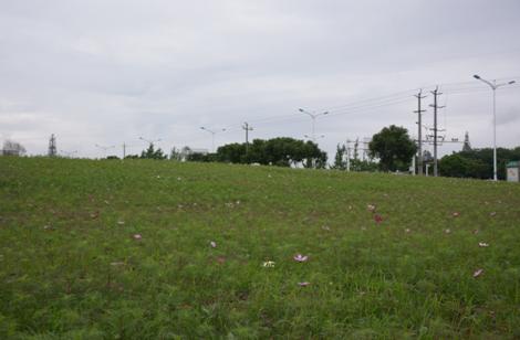 双流赏花一日游最佳景点,双流周边游玩看花海
