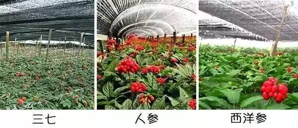 资深中药师告诉您西洋参的秘密,你知道最好的西洋参是什么样的