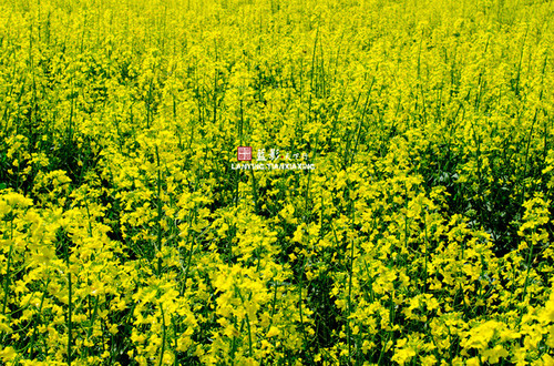 禄丰罗茨十佳温泉,云南罗茨温泉村攻略