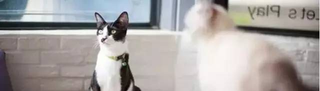 「泰·好食」作为咖迷，这些泰国咖啡文化您得知道