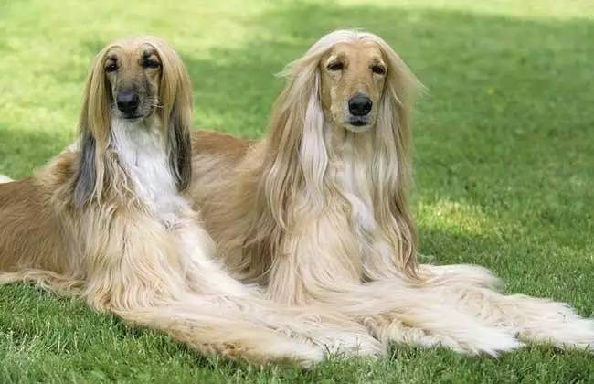 狗中美男子德牧,阿富汗猎犬最有气质的狗