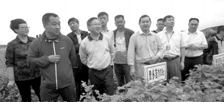 荞麦产值,种植荞麦的经济效益