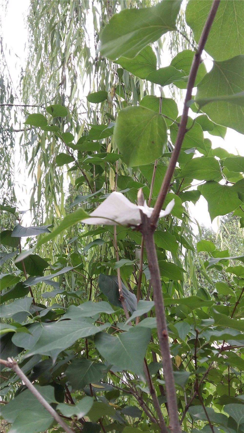 关于园区灭虫通知,昌平灭虫