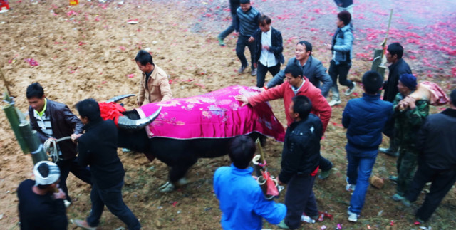 苗寨斗牛风俗视频,苗寨斗牛活动