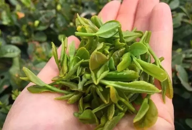 梳理崂山茶文化故事,崂山茶文化的基本介绍