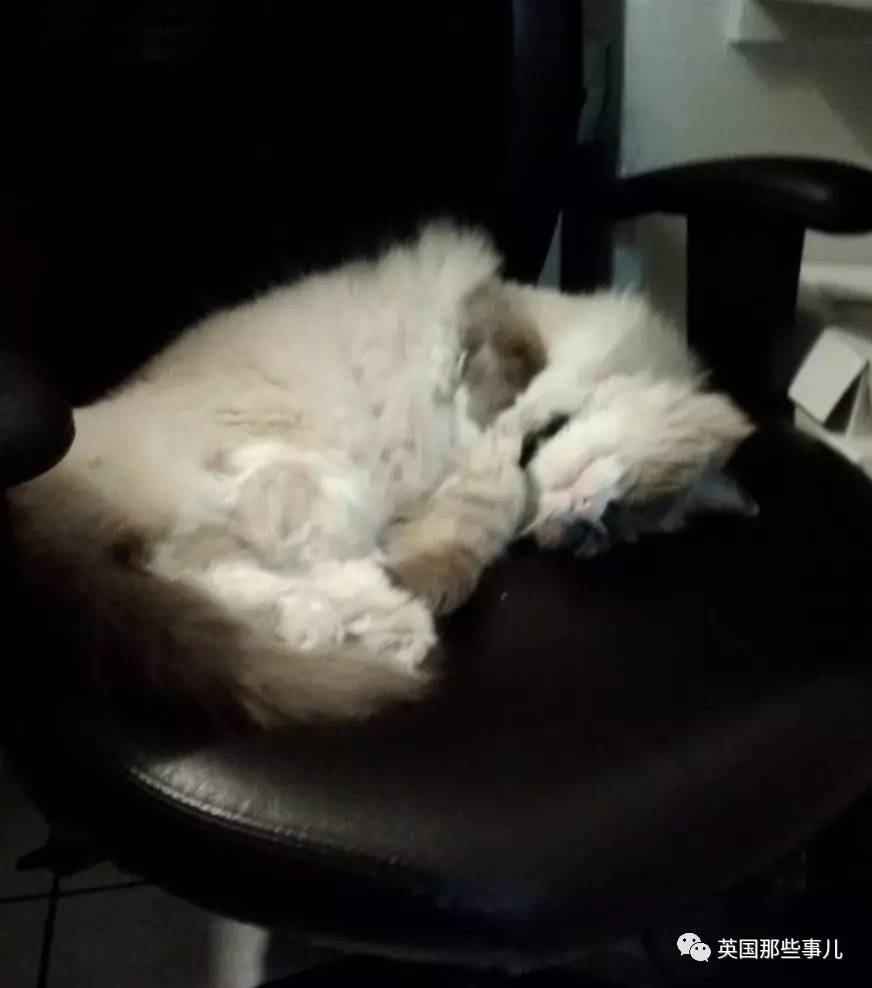 在职7年的喵掌柜终于退休，勤勤恳恳主动加班……对接任的也是放心不下啊……