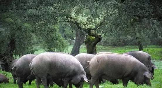 子桐品|处女星奇幻漂流记(下):日本街头寻宝记