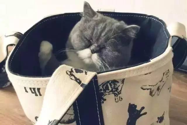 女明星平价包包推荐,女明星爱的包包