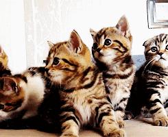 猫奴的生活布置,猫奴的卧室怎么装扮