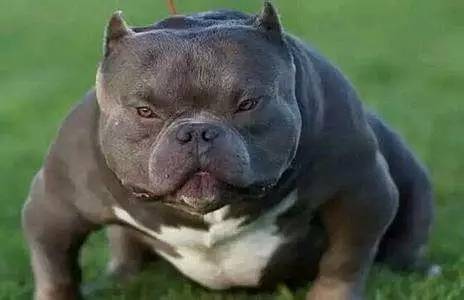 斑点狗长大了还会长出新的斑点吗,斑点狗刚出生的时候是长什么样的