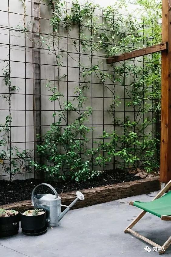 一说到垂直绿化，脑袋里就蹦出他，他，他（附失败案例经验总结）