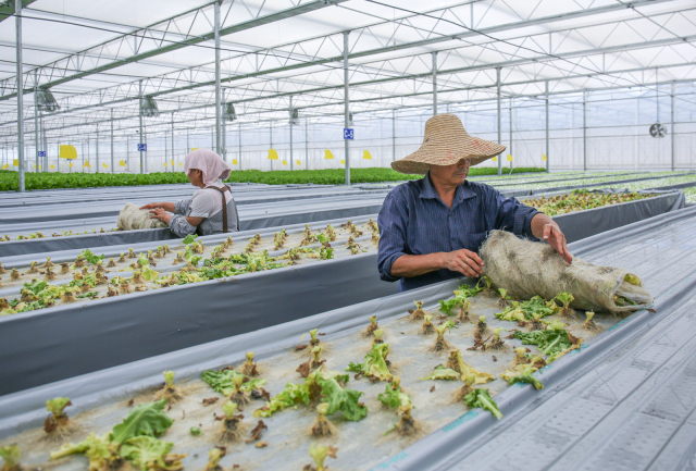 无土栽培蔬菜生产全过程,简易大棚种植无土栽培蔬菜技术