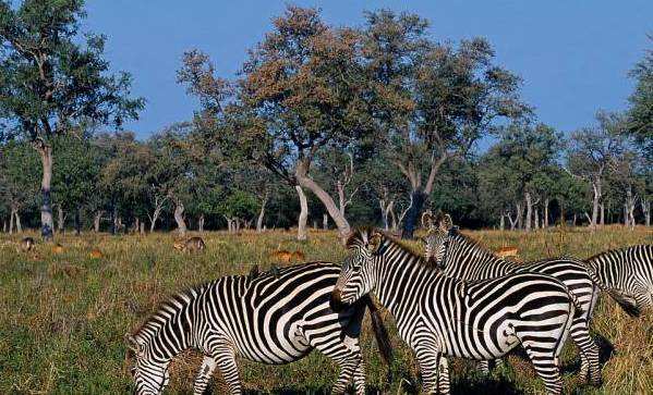 战狼边境线搏斗,战狼丛林越野骑行