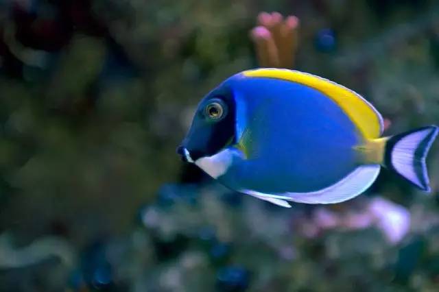 海缸小虫怎么培养,怎么驯服海缸里面的小恶魔