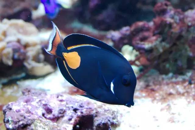 海缸小虫怎么培养,怎么驯服海缸里面的小恶魔