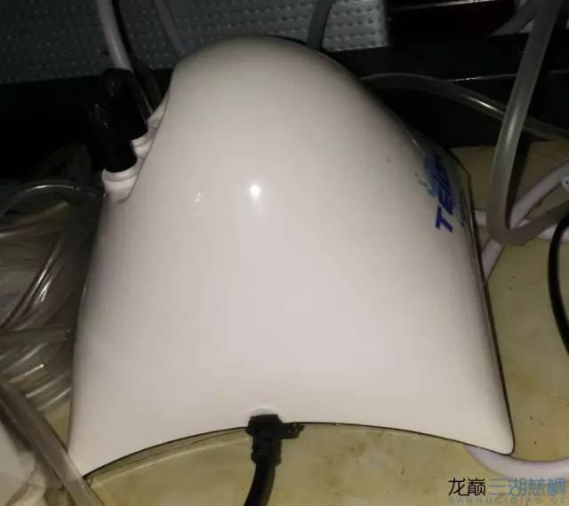 从零开始原生缸,从零开始造景缸