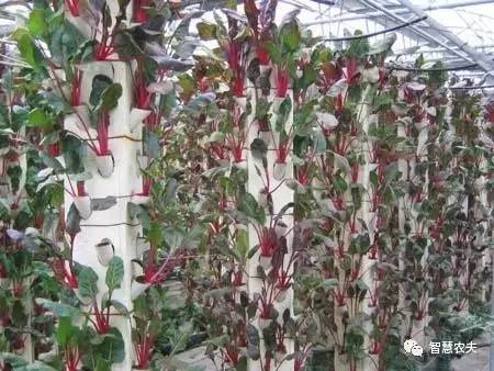 无土栽培的成本和利润如何,原来这就是变富秘诀