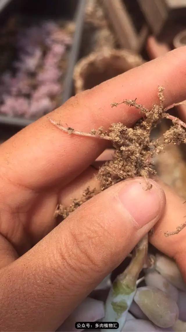 韩国的多肉为什么养得这么好,高颜值好养护的多肉