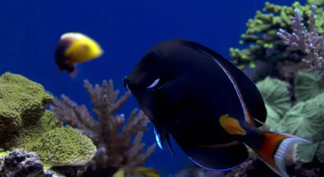 怎么驯服海王,怎么驯服魔鬼鱼