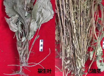 中药知识必学白丁香,中药知识必学旱莲草