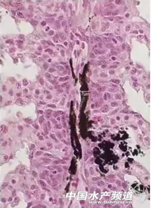 鳃霉病如何治疗,鳃霉病治疗方法水产养殖