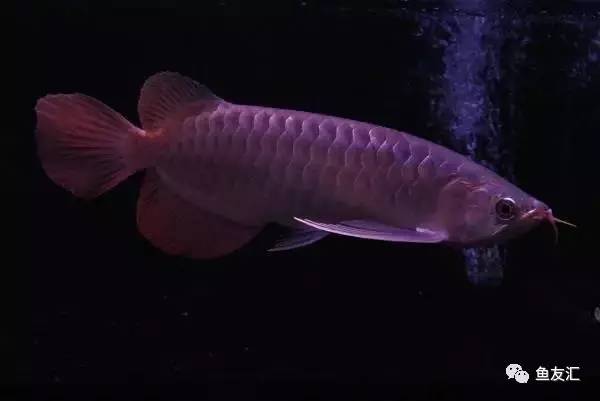 龙鱼价格为什么那么贵,日本金龙鱼多少钱