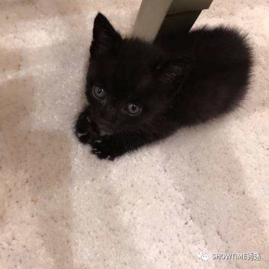 宠物店虐猫事件真相,猫舍卖猫虐猫事件