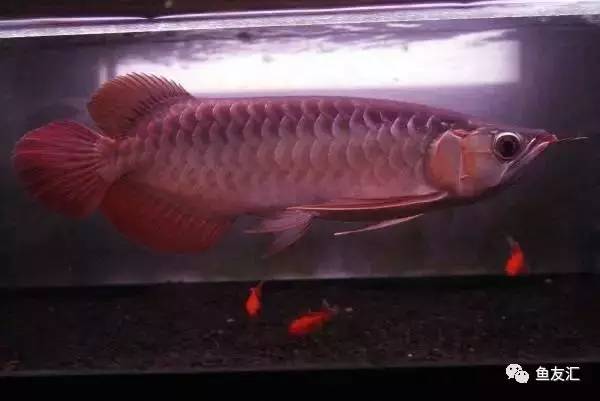 龙鱼价格为什么那么贵,日本金龙鱼多少钱