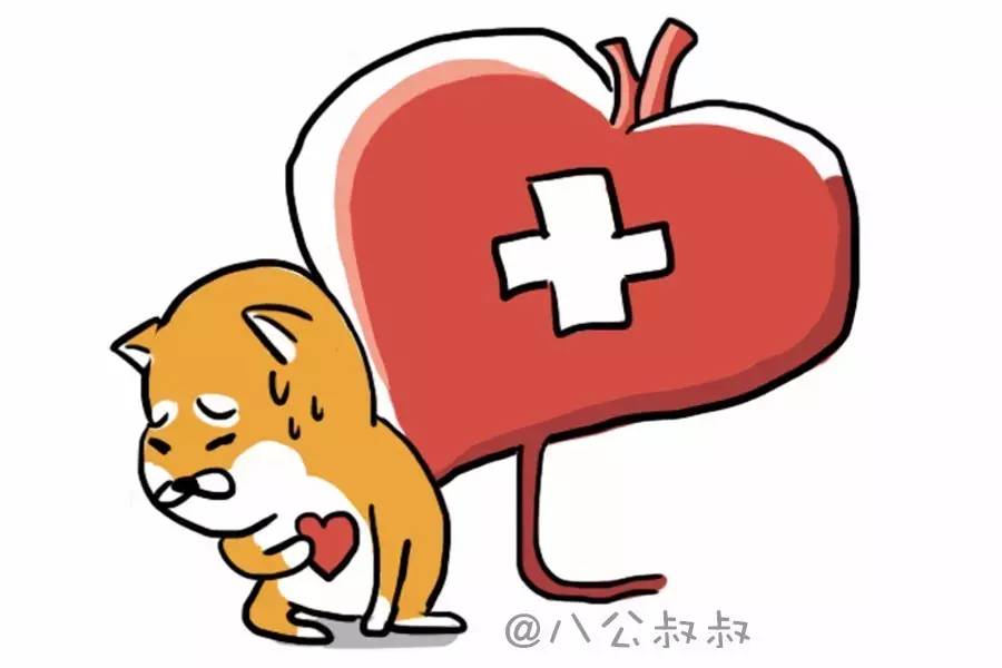 狗狗细小好了如何恢复饮食,狗狗膀胱结石饮食要注意什么