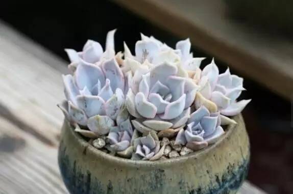 4种新手也能养成老桩的多肉,多肉如何养成大朵