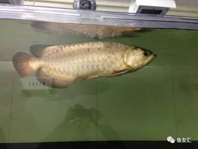 超变态的捕鱼达人,高密度大型猛鱼