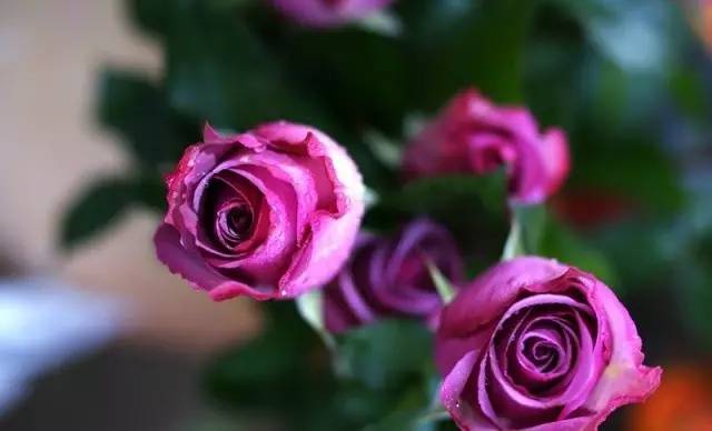 玫瑰花特征和知识,植物百科依兰花