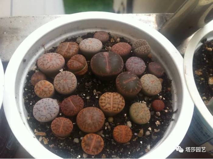 生石花最好养的品种,生石花品种大全图谱和价格