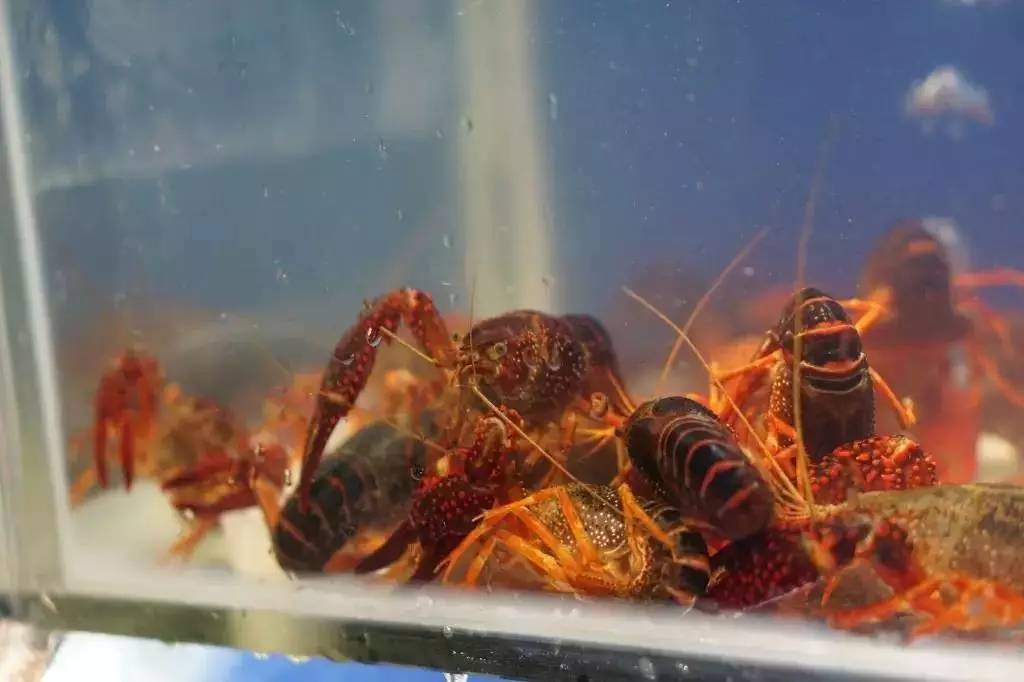 长沙吃虾网红店在哪里,长沙河西哪家油爆虾最好吃