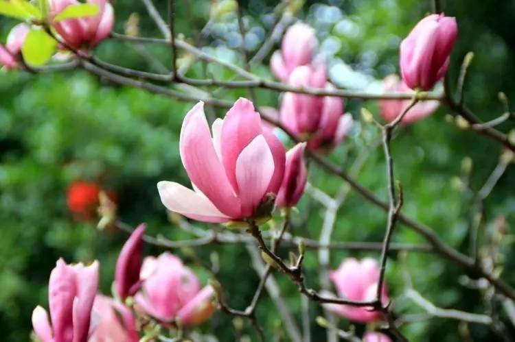 秋季可以扦插的花有哪些,秋季扦插的植物什么时候移盆