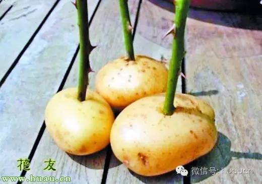 扦插伤口保护剂的配制,扦插苗用什么药物