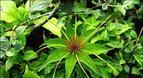 七叶一枝花抗癌奇迹,七叶一枝花的生长寿命