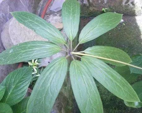 七叶一枝花抗癌奇迹,七叶一枝花的生长寿命