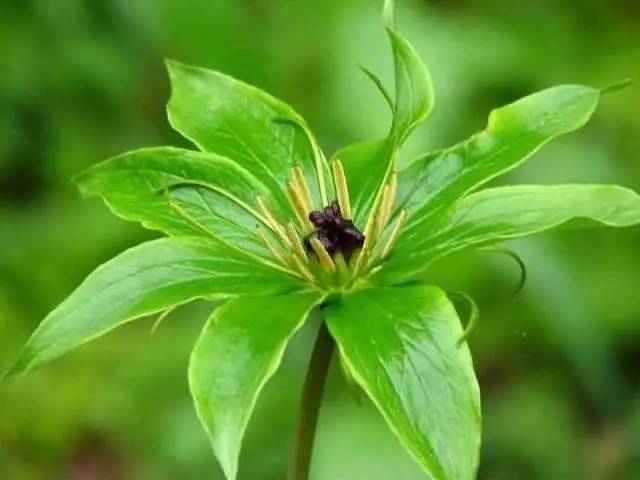 七叶一枝花抗癌奇迹,七叶一枝花种植视频