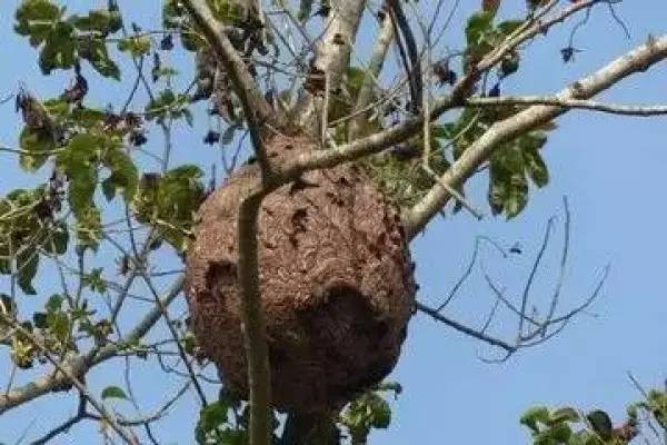 居民屋檐下惊现巨型马蜂窝,居民楼惊现马蜂窝消防队员一窝端