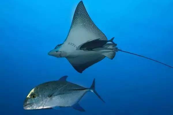 船宿潜水要什么水平,从零开始的潜水教练