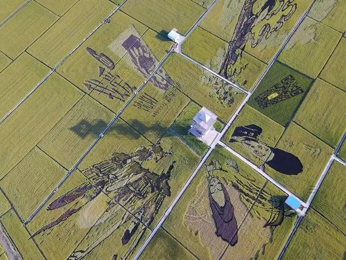 沈阳稻梦空间稻田,沈阳稻梦空间