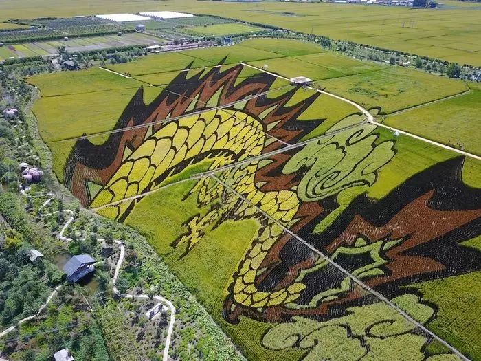 沈阳稻梦空间稻田,沈阳稻梦空间