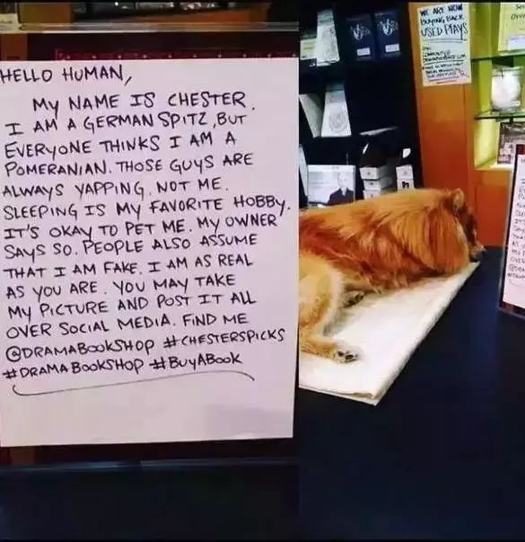 狗狗当销售部老总,狗狗当老板