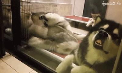 还有比这更尴尬的首次约会吗？女子捡屎被卡住